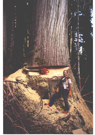 cypress