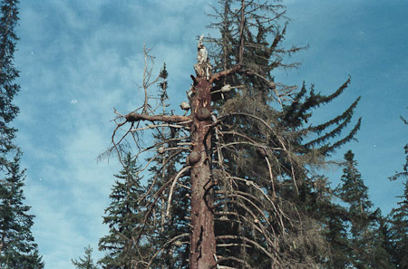 spruce tree